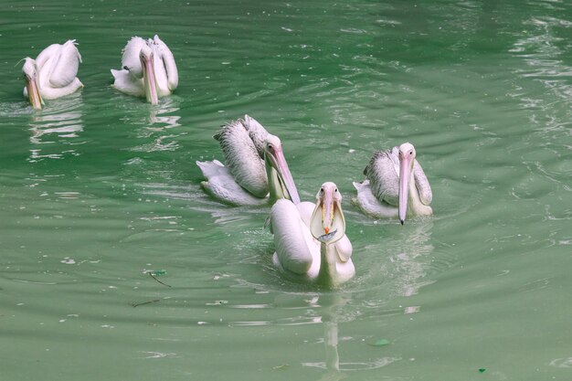 Pelicanos nadam na lagoa do zoológico. Água verde na lagoa.