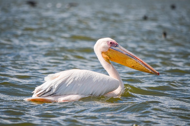 Pelicanos nadando no Lago Naivasa no Quênia África