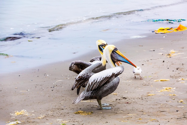 Pelicanos nas Ilhas BallestasPeru América do Sul no Parque Nacional de ParacasFlora e fauna