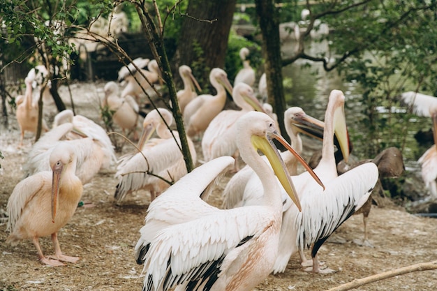 Pelícanos Pelícano rosado Pelicanus onocrotalus