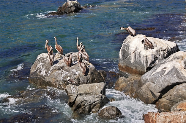 Pelícanos en el pueblo de Zapallar, Chile