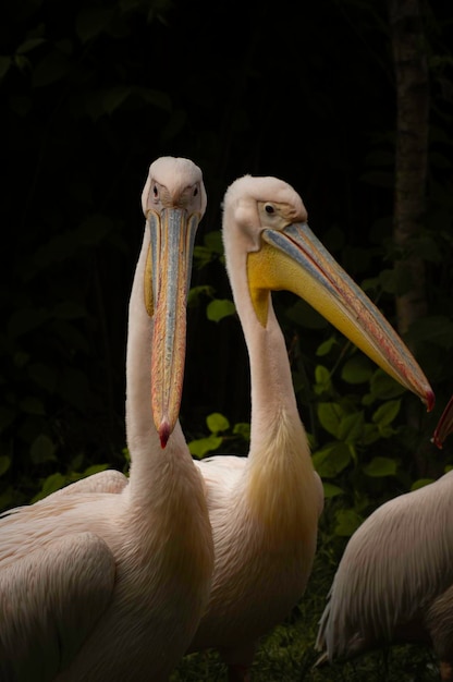 Pelicanos rosados bonitos no retrato da foto do humor escuro do pássaro selvagem do pelicano em um jardim zoológico de wroclaw polônia