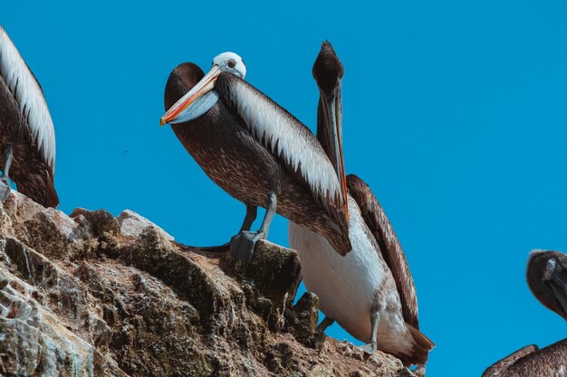 Foto pelícanos salvajes de pie en la cima de una montaña rocosa