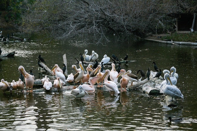 Pelicanos sentam em um tronco que está no lago