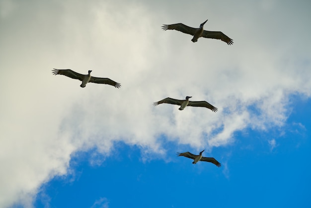 Pelícanos volando juntos en el cielo azul