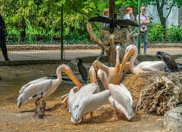 Pelícanos en el Zoológico de Odessa Ucrania