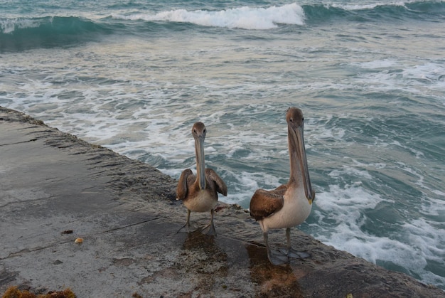 Pelicans Pelecanus se siente genial en una playa tropical en Varadero Cuba 2019