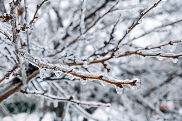 Peligros de formación de hielo lluvia congelada rama de un árbol congelado en la ciudad de invierno ramas de los árboles helados primer plano glaseado congelado