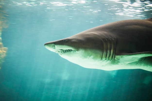 peligroso y enorme tiburón nadando bajo el mar