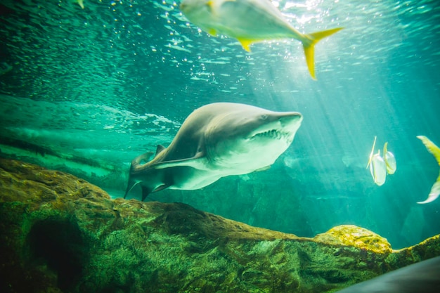 peligroso y enorme tiburón nadando bajo el mar