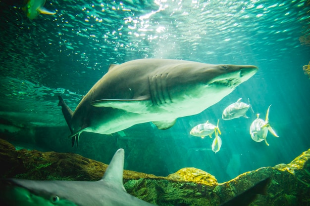 peligroso y enorme tiburón nadando bajo el mar