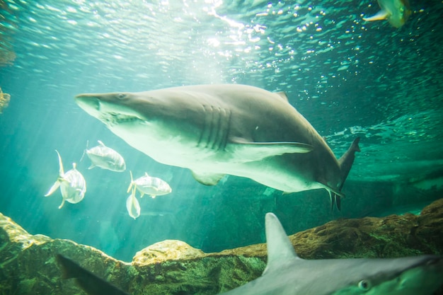 peligroso y enorme tiburón nadando bajo el mar