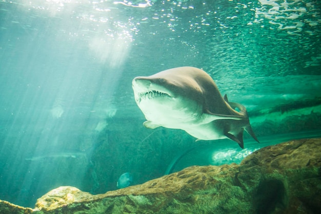 peligroso y enorme tiburón nadando bajo el mar