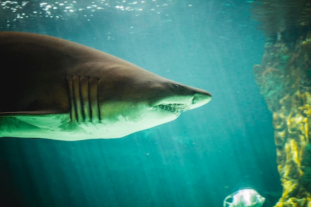 peligroso y enorme tiburón nadando bajo el mar