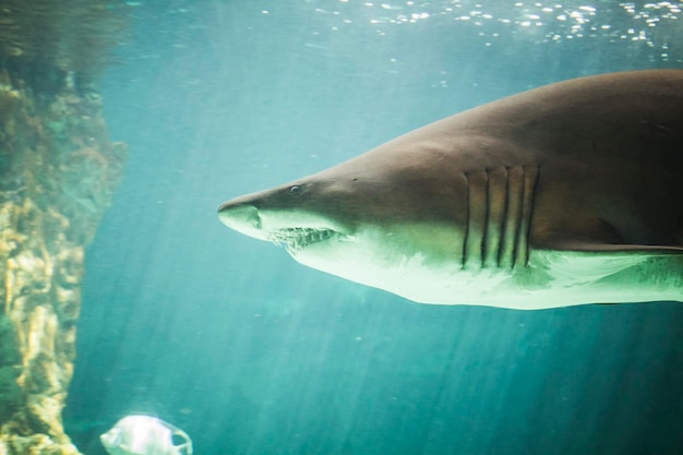 peligroso y enorme tiburón nadando bajo el mar