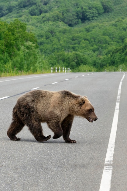 Peligroso oso pardo salvaje caminando por la carretera asfaltada