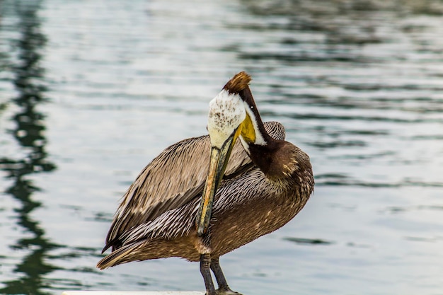 Foto pelikan am seeufer