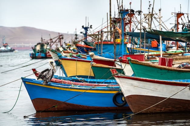 Pelikan auf einem Holzboot bei Paracas in Peru