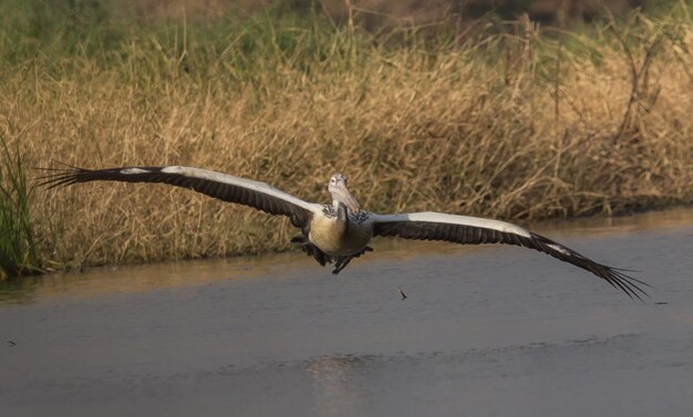 Pelikan beim Fliegen in den Teich