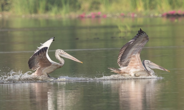 Pelikan beim Fliegen in den Teich