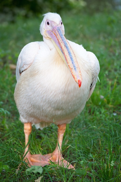 Pelikan blanco hermoso en césped verde cerca del estanque en el parque