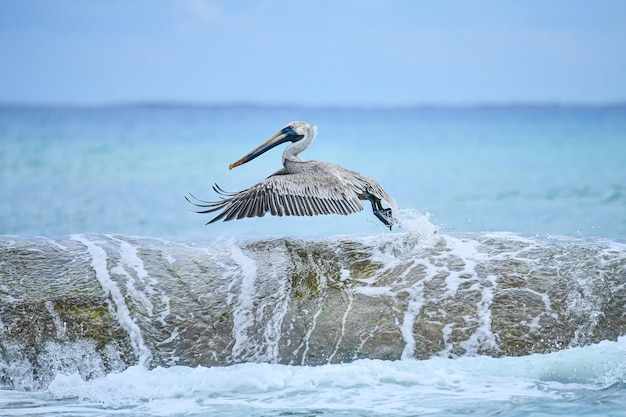 Pelikan fliegt über das Meer