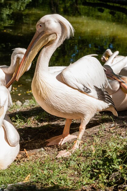 Pelikan-Nahaufnahme geht im Sonnenlicht auf das Gras