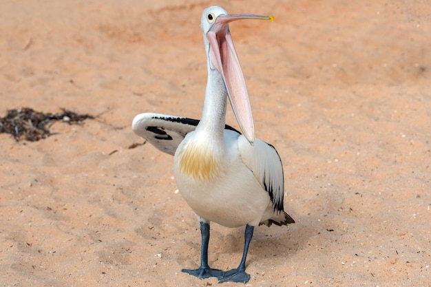 Pelikan Nahaufnahme Porträt am Strand