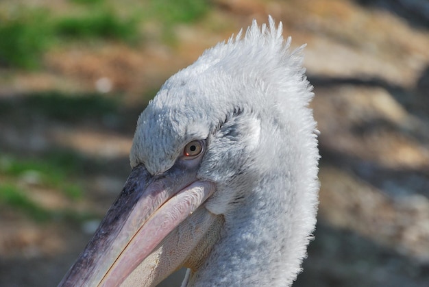 Pelikan retrato aus dem zoo