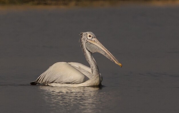 Pelikan schwimmt für Fische im Teich