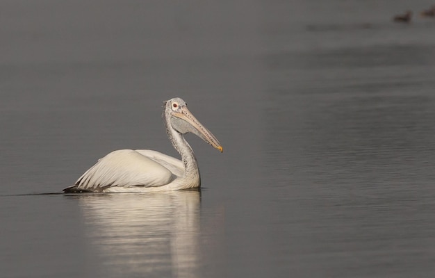 Pelikan schwimmt für Fische im Teich