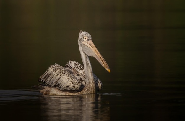 Pelikan schwimmt für Fische im Teich