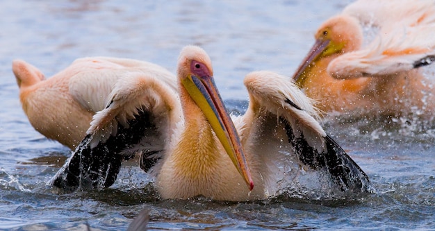 Pelikan schwimmt im Wasser im ganzen Spray von. See Nakuru.