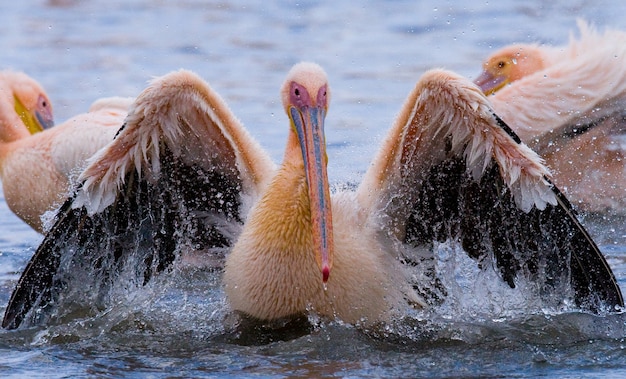 Pelikan schwimmt im Wasser im ganzen Spray von.