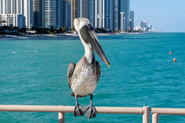 Pelikan sitzt auf dem Pier