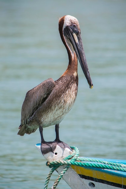 Pelikan stehend auf einem Fischerboot Insel Margarita