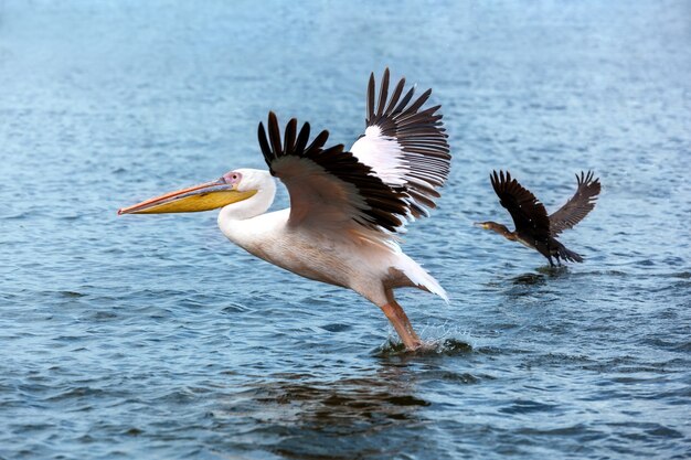 Pelikan und Ente, die auf See abheben, großer weißer Pelikan fängt Fische