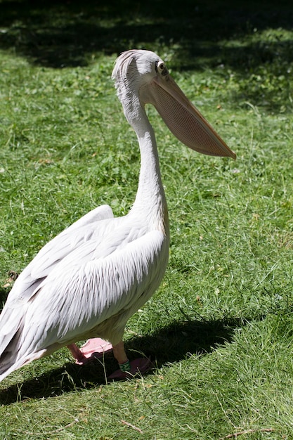 Pelikan, Vogel mit riesigem Schnabel