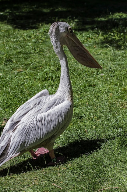 Pelikan, Vogel mit riesigem Schnabel