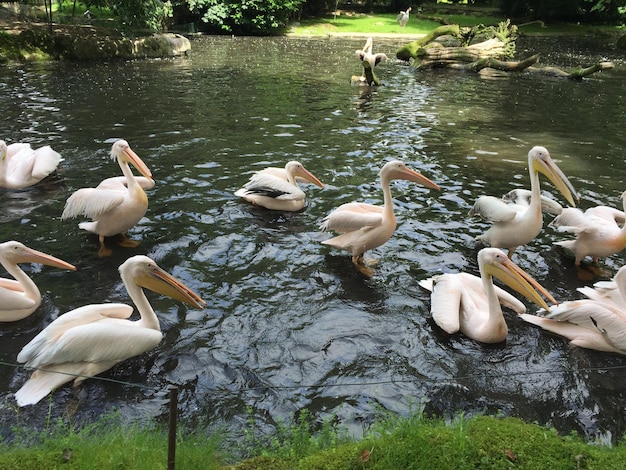 Foto pelikane auf dem fluss