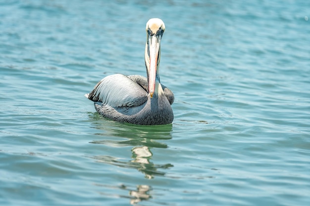 Pelikane auf der Wasseroberfläche des Ozeans