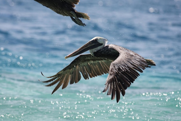 Pelikane fliegen über dem Meer