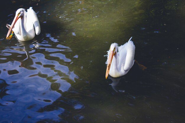 Pelikane im Wasser