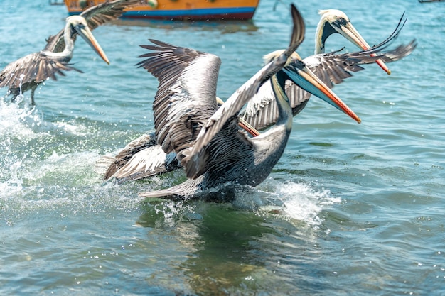 Pelikane in der Natur im Wasser