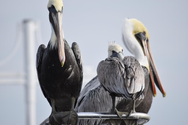 Foto pelikane sitzen auf dem geländer der yacht vor klarem himmel