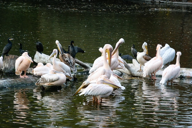 Pelikane sitzen auf einem Baumstamm im See