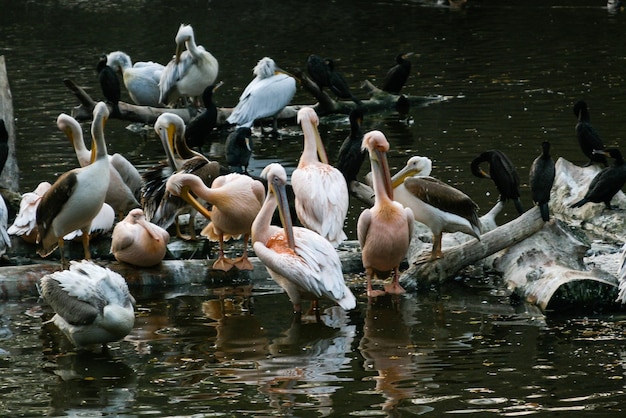 Pelikane sitzen auf einem Baumstamm im See