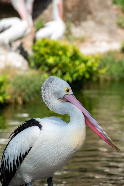 Pelikane spielen im Teich