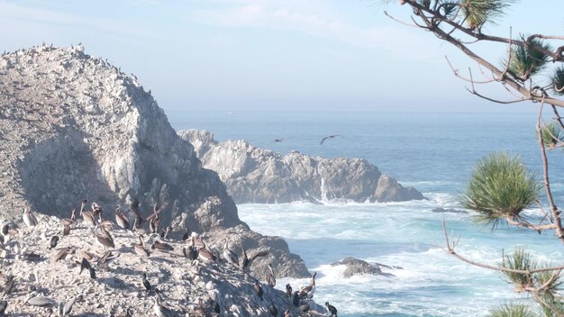 Pelikane strömen felsige Klippeninsel-Ozeanpunktlobos-Kalifornien-Vögel, die fliegen