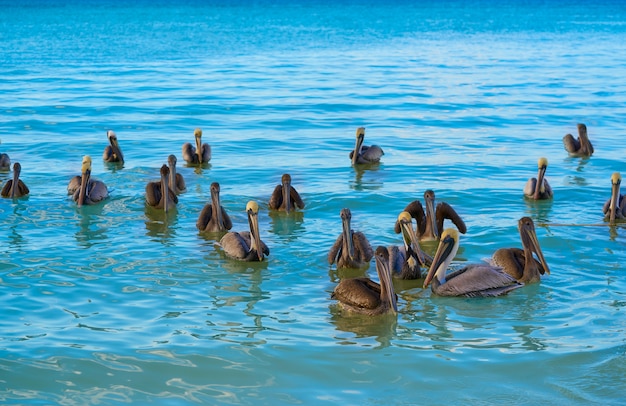 Pelikanvögel, die in Karibik schwimmen